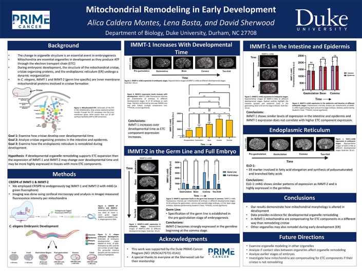 Caldera_Alica_Capstone Capstone research poster titled “Mitochondrial Remodeling in Early Development” by Alica Caldera Montes, presenting findings on gene regulation in development